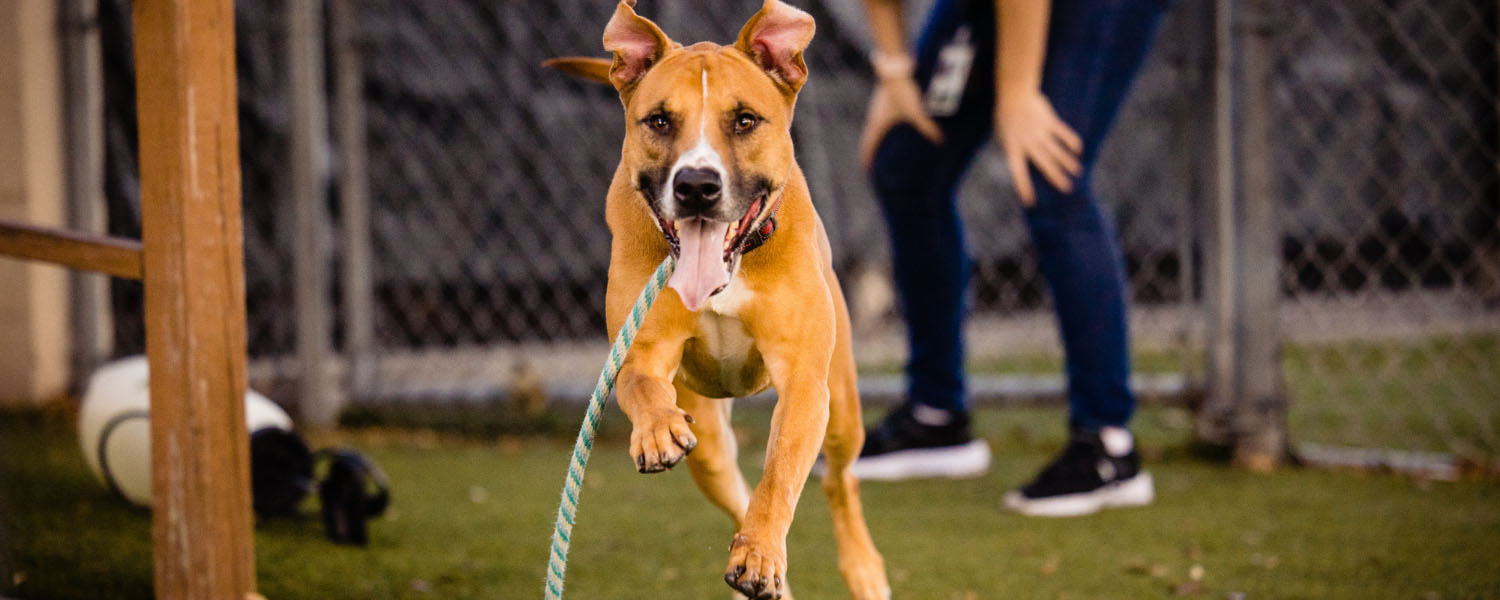 Orange County Animal Services