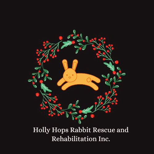 Holly Hops Rabbit Rescue